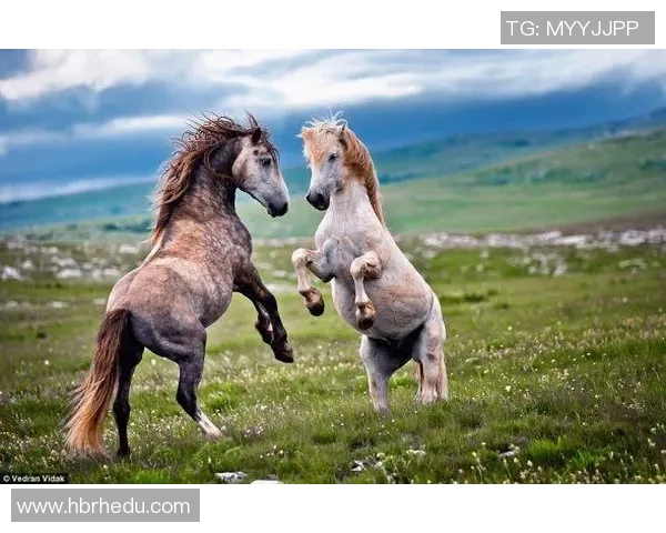 圣米伦主场迎战邓巴顿双方争夺关键三分的激烈较量